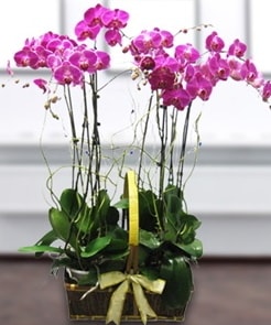 7 dall mor lila orkide  zmir Bornova iek servisi , ieki adresleri 
