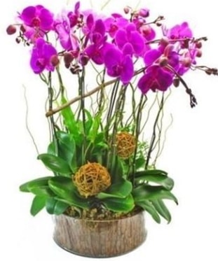 Ahap ktkte lila mor orkide 8 li  zmir Bornova iek gnderme 