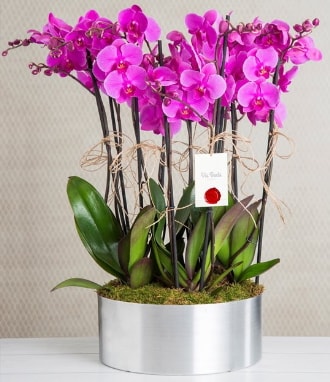 11 dall mor orkide metal vazoda  zmir Bornova iek servisi , ieki adresleri 