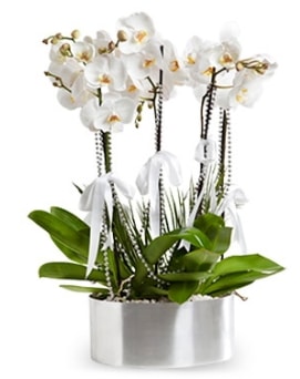 Be dall metal saksda beyaz orkide  zmir Bergama iek maazas , ieki adresleri 