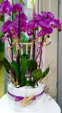 Seramik vazoda 4 dall mor lila orkide  zmir Gaziemir ucuz iek gnder 