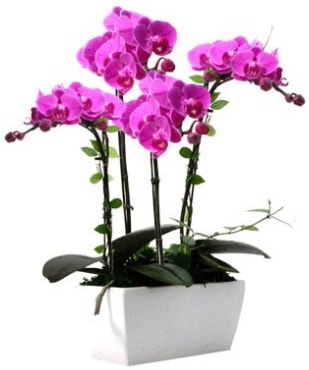 Seramik vazo ierisinde 4 dall mor orkide  zmir Beyda yurtii ve yurtd iek siparii 