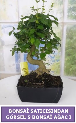 S dal erilii bonsai japon aac  zmir Beyda yurtii ve yurtd iek siparii 