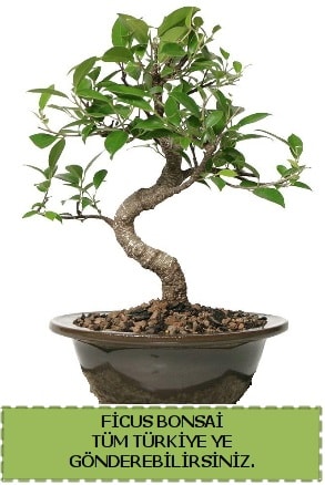 Ficus bonsai  zmir Bornova iek servisi , ieki adresleri 