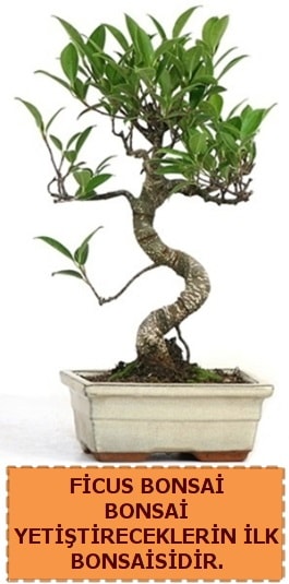 Ficus bonsai 15 ile 25 cm arasndadr  zmir Bergama iek maazas , ieki adresleri 