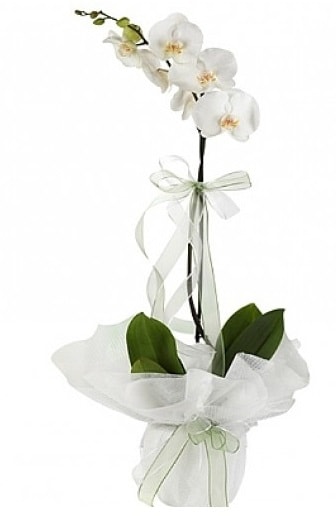 Tekli Beyaz Orkide  zmir Bostanc nternetten iek siparii 