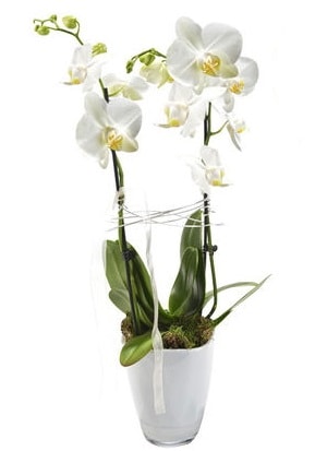 2 dall beyaz seramik beyaz orkide sakss  zmir Bornova iek servisi , ieki adresleri 