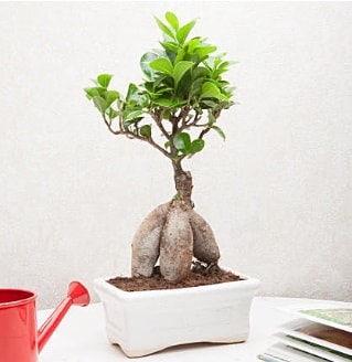 Exotic Ficus Bonsai ginseng  zmir Bornova online iek gnderme sipari 
