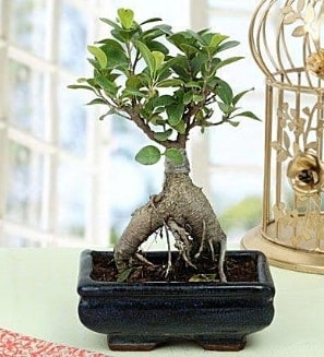 Appealing Ficus Ginseng Bonsai  zmir Urla iekiler 