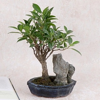 Japon aac Evergreen Ficus Bonsai  zmir Bornova iek servisi , ieki adresleri 