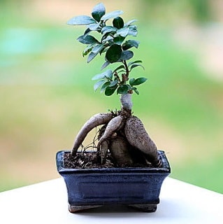 Marvellous Ficus Microcarpa ginseng bonsai  zmir Konak iek , ieki , iekilik 