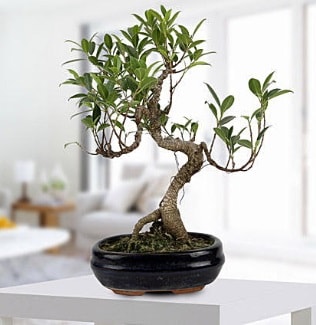 Gorgeous Ficus S shaped japon bonsai  zmir Bayndr 14 ubat sevgililer gn iek 