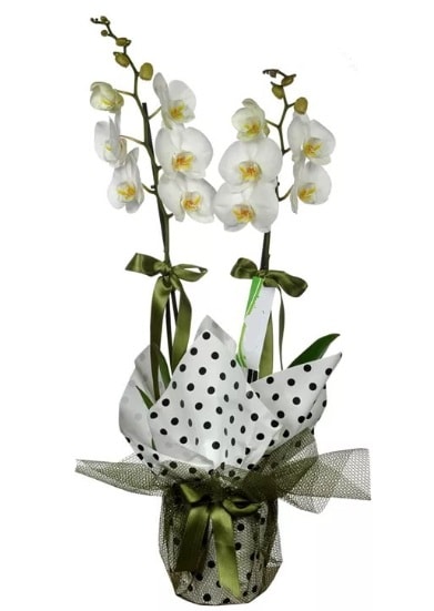 ift Dall Beyaz Orkide  zmir Bornova internetten iek sat 