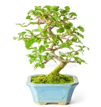 S zerkova bonsai ksa sreliine  zmir Beyda iek online iek siparii 