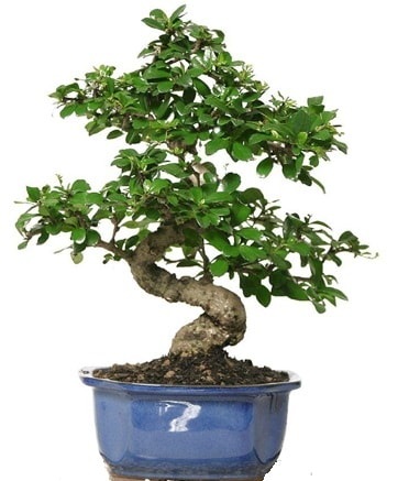 21 ile 25 cm aras zel S bonsai japon aac  zmir Bornova gvenli kaliteli hzl iek 