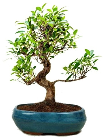 25 cm ile 30 cm aralnda Ficus S bonsai  zmir Bornova iek servisi , ieki adresleri 