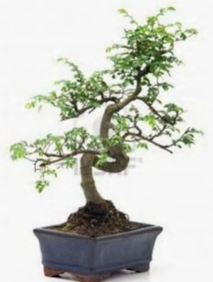 S gvde bonsai minyatr aa japon aac  zmir Beyda yurtii ve yurtd iek siparii 