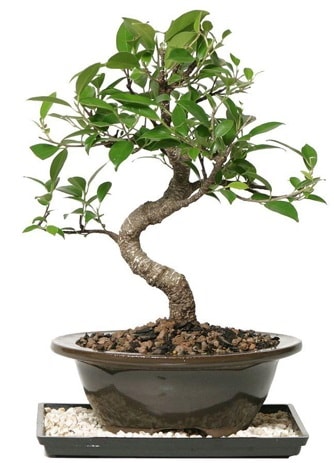 Altn kalite Ficus S bonsai  zmir Bornova gvenli kaliteli hzl iek  Sper Kalite