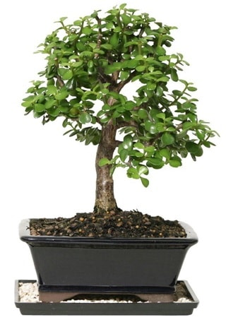 15 cm civar Zerkova bonsai bitkisi  zmir Urla iek yolla 