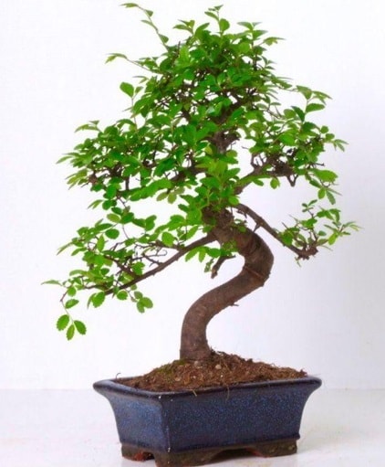 S gvdeli bonsai minyatr aa japon aac  zmir Bornova iek servisi , ieki adresleri 
