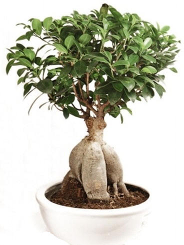 Ginseng bonsai japon aac ficus ginseng  zmir Beyda iek online iek siparii 